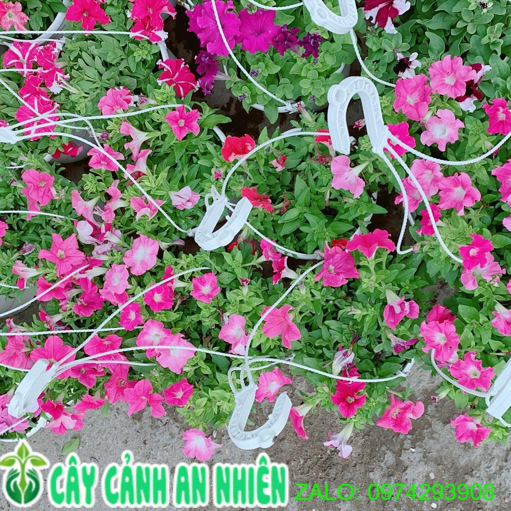 Chậu Hoa Dạ Yến Thảo