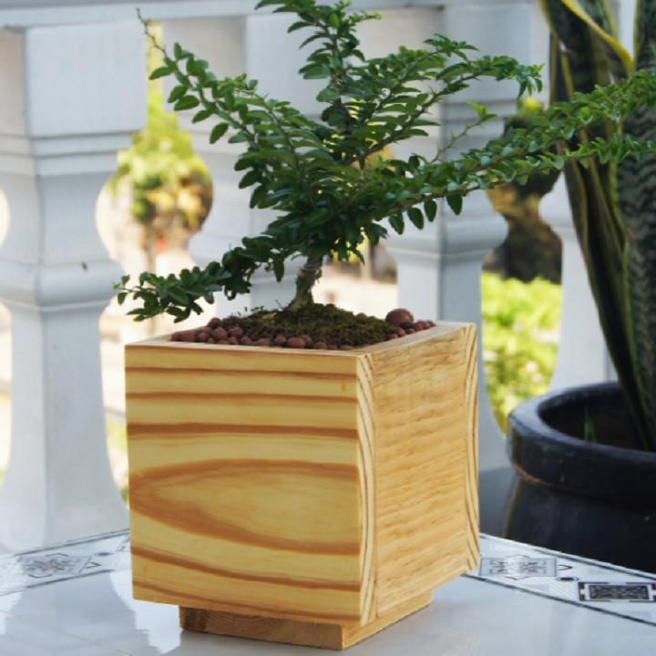 Chậu cây bằng gỗ tự nhiên - Kích thước: 13x13cm