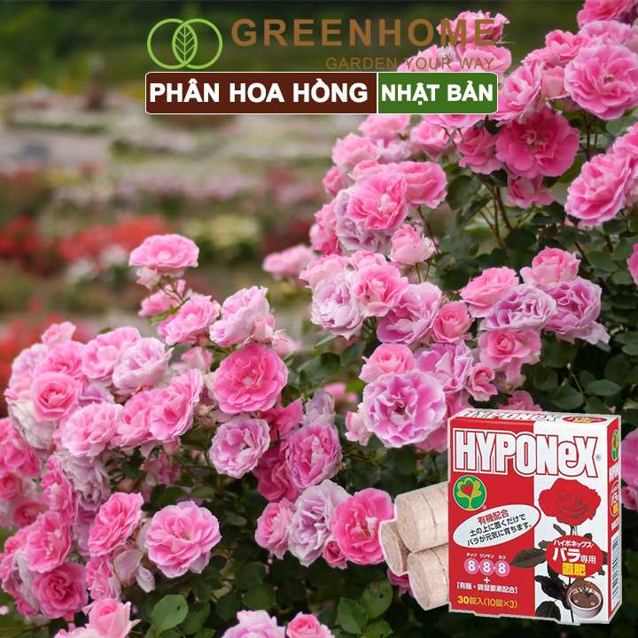 Phân bón hoa hồng Nhật, Hyponex 8.8.8, giúp thân to khoẻ, nhiều chồi, hoa to, lâu tàn |Greenhome