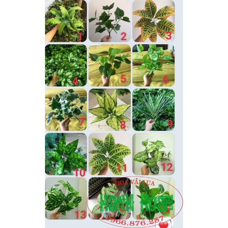 Cây lá điểm nhỏ các loại