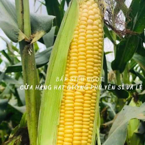 Hạt giống bắp siêu ngọt gói 50 gram