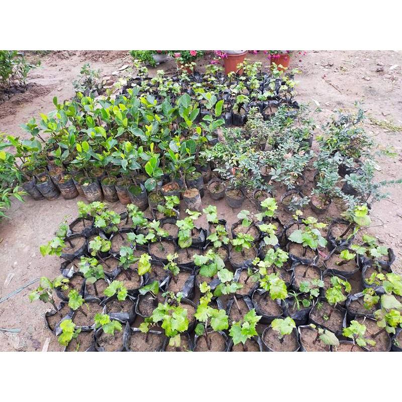 CÂY GIỐNG NHO MÓNG TAY DÒNG QUẢ SỚM, CÂY GIỐNG NHẬP KHẨU
