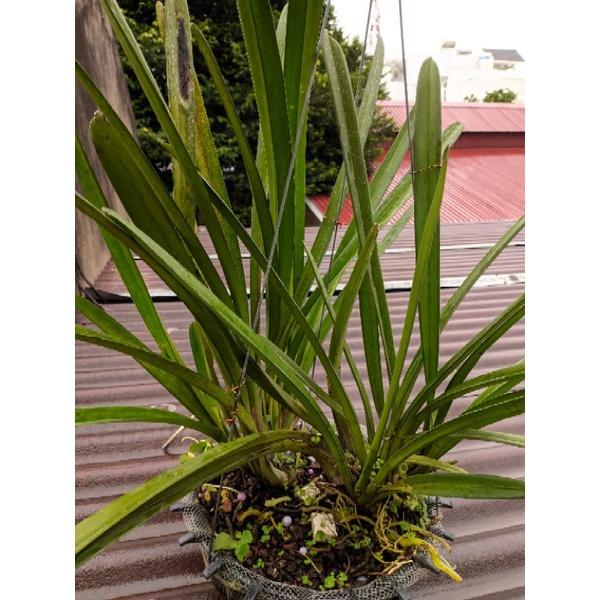 Hoa Lan Kiếm Lô Hội