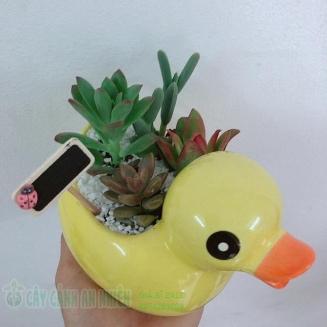 Chậu sen đá vịt vàng
