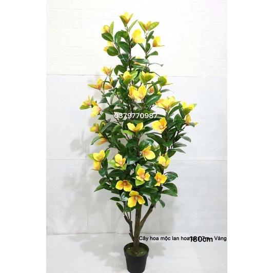 Cây hoa mộc lan 180cm - Cây hoa giả