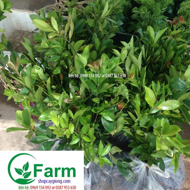 Cây cherry brazil chịu nhiệt cây đẹp chuẩn giống