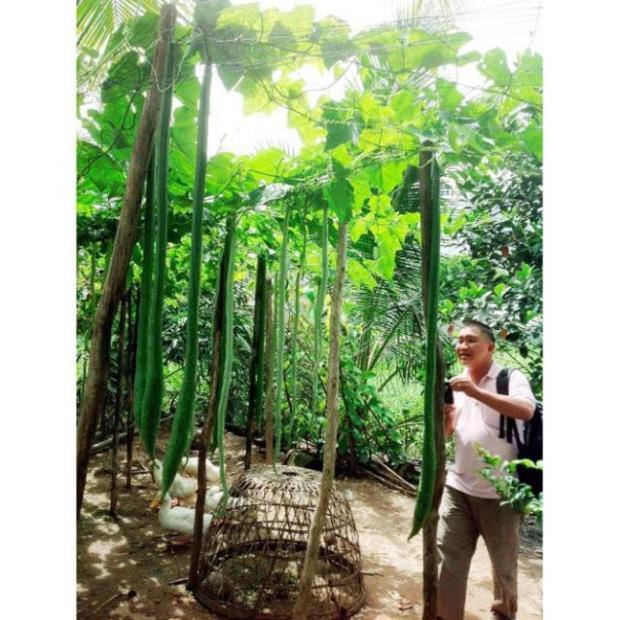 Mướp Hương Siêu Dài 1m Nảy Trên 90%