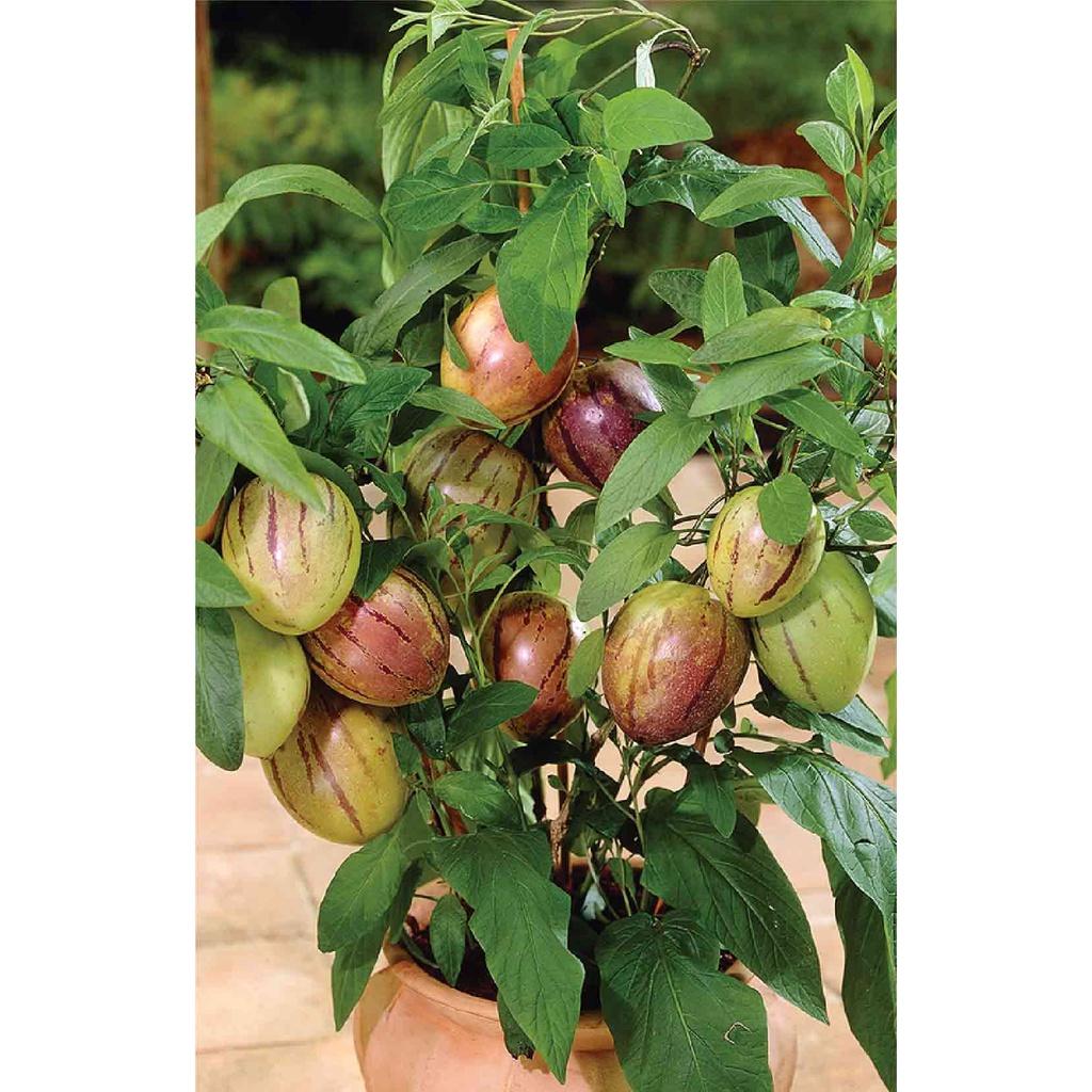 Hạt Giống Dưa Hấu Nam Phi Pepino F1 CT500- Gói 5 hạt