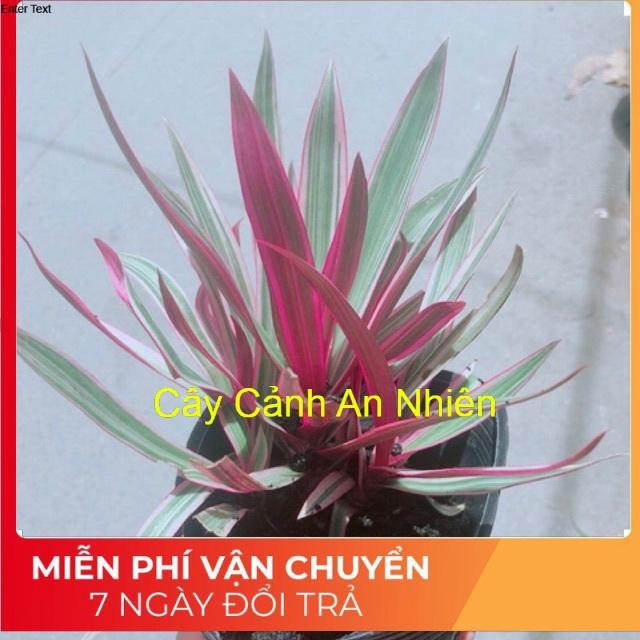 Cây Bảy Sắc Cầu Vòng
