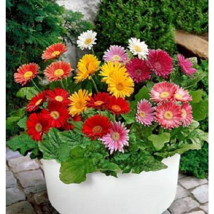 Hạt giống hoa đồng tiền mix màu-gói 15 hạt-tặng kèm gói phân bón lót