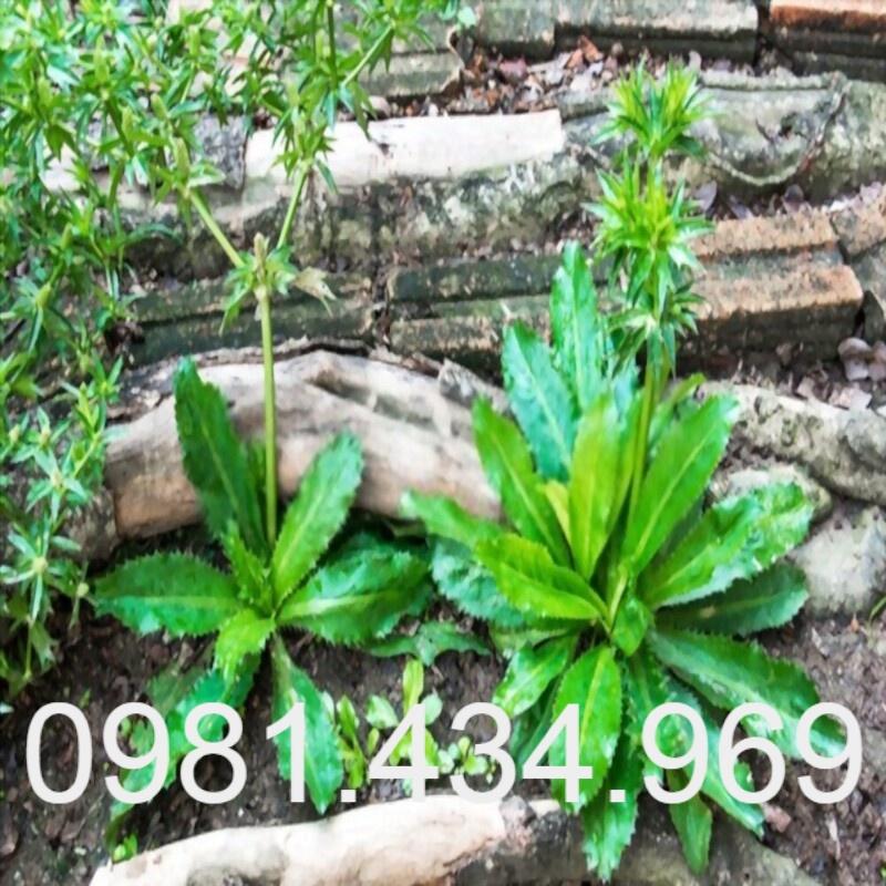 Cây Ngò Gai Giống - 20 Cây Có Bầu