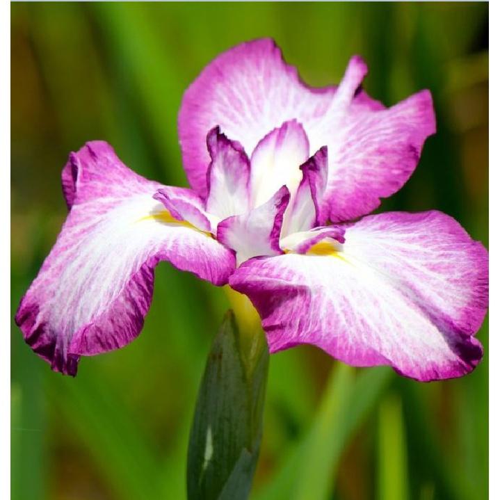 Hạt Giống Diên Vĩ Hồng  CT521 - Gói 10 hạt