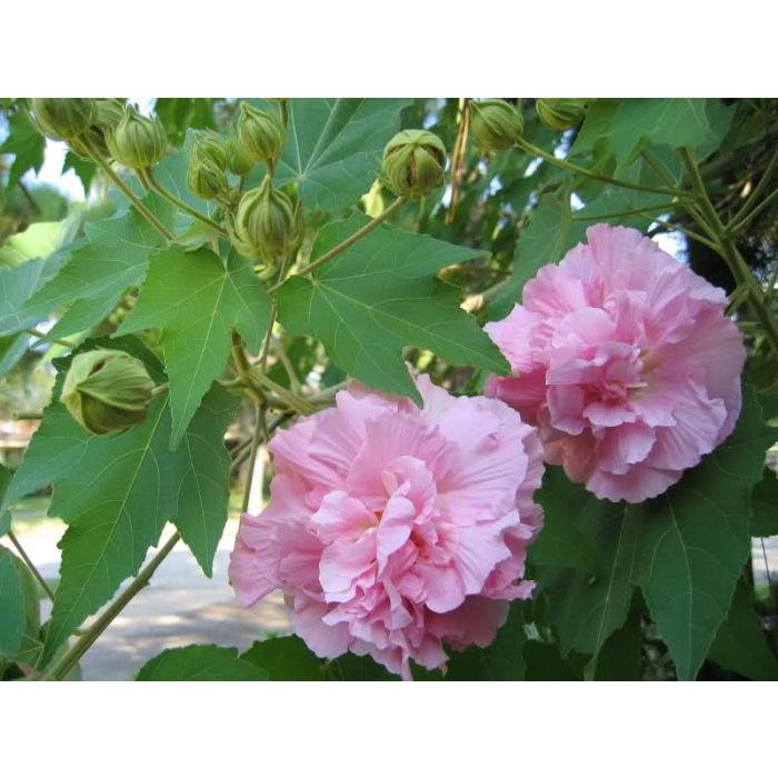 CÂY GIỐNG HOA PHÙ DUNG - chậu cây giống size to