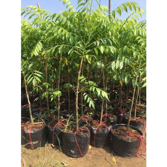 Cây giống cóc thái siêu sớm