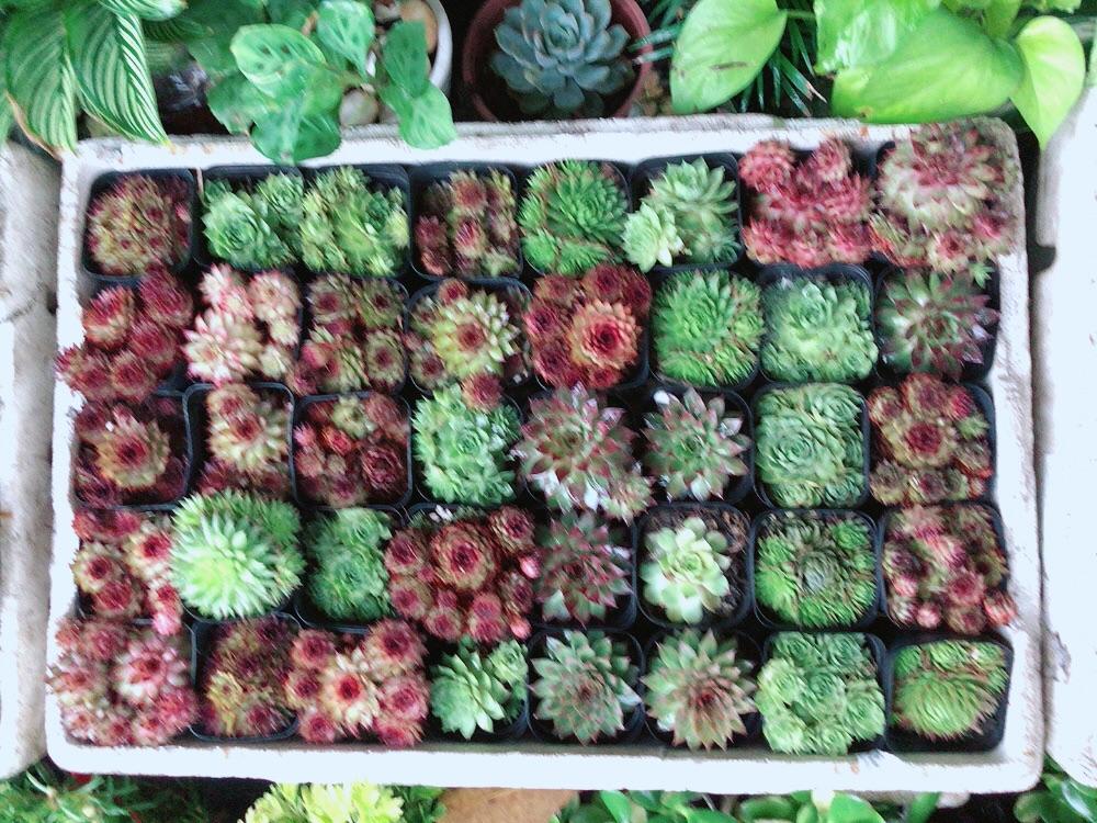 Sen Đá Phật Bà Đồng Giá 45k/chậu