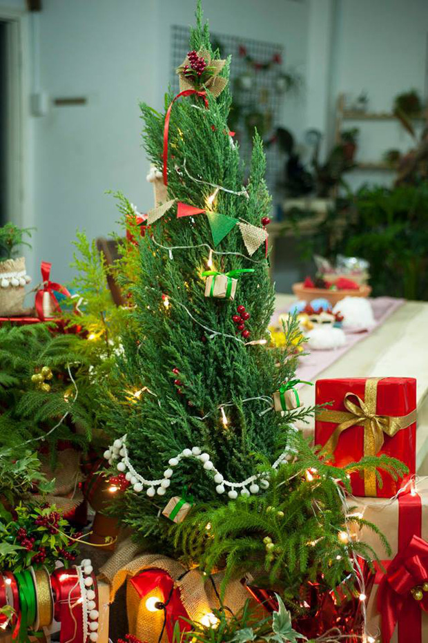 Cây Sơn Tùng, Cây Trang Trí Giáng Sinh, Cây Thông Noel Cao 1m - Cây Thông Thật