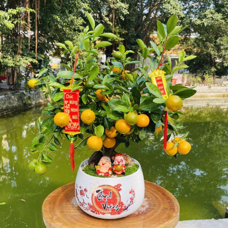 Chậu quất tiểu cảnh tài lộc chưng Tết - cây quất cảnh phối tiểu cảnh tài lộc để bàn