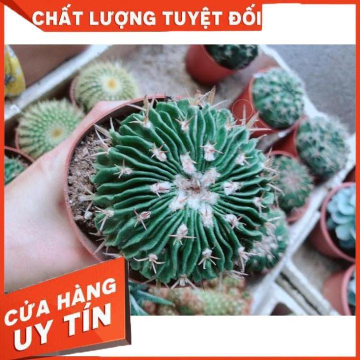 Xương Rồng Trúc Ngọc Nhiều Người Mua