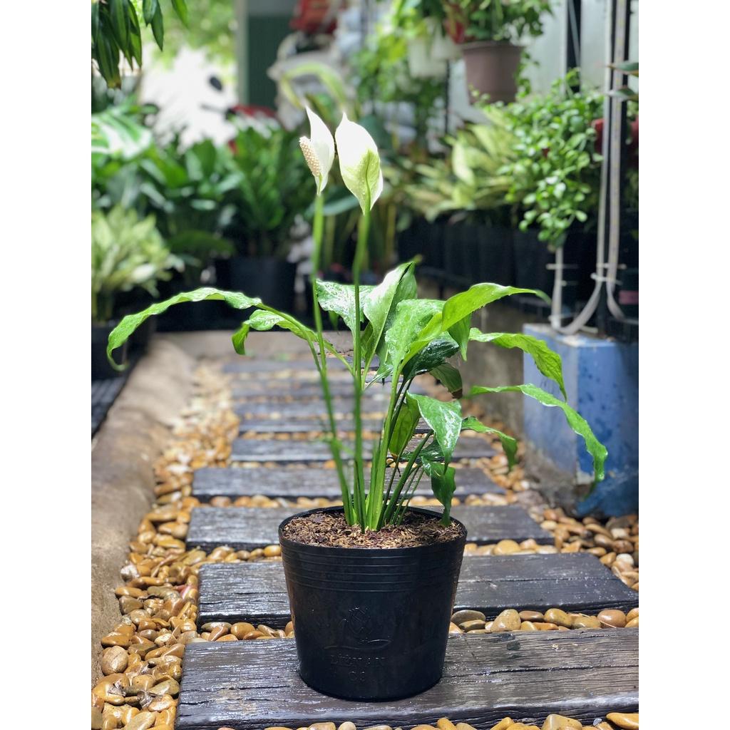 Cây Lan Ý công trình, trang trí sân vườn