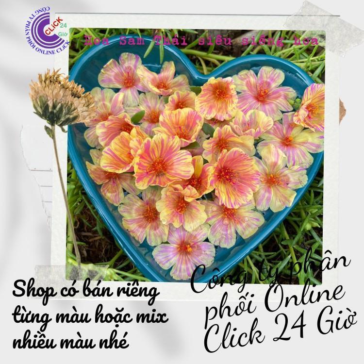 Cành Giống Hoa Sam Chuẩn SAM THÁI Nhập Khẩu Hoa To Màu Số 1 Đẹp Rực Rỡ Hoa Mười Giờ Bonsai & Phụ Kiện