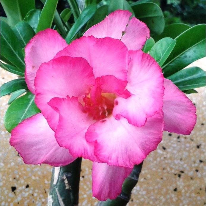 CÂY HOA SỨ THÁI CÁNH KÉP " VÂN HUẾ 7 "-củ size to đại bự ,rễ quái thành hình, hàng tuyển loại 1