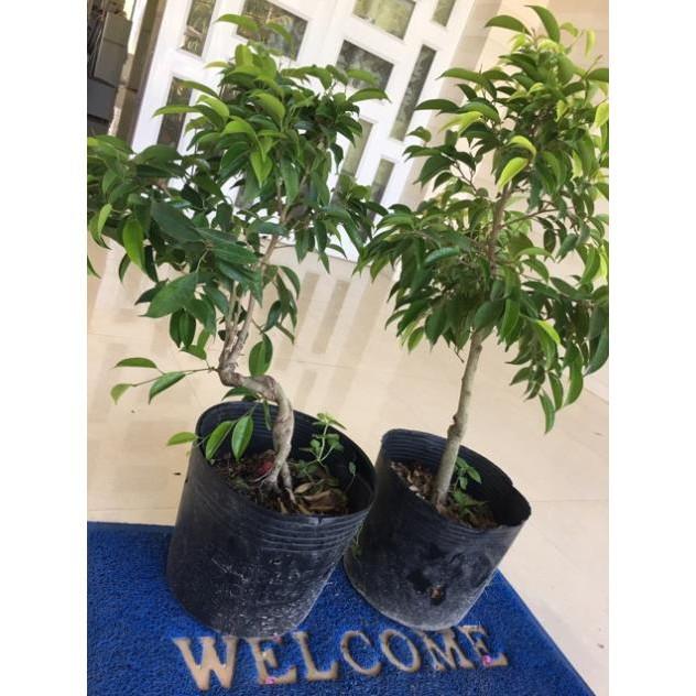 Cây xanh phong thuỷ