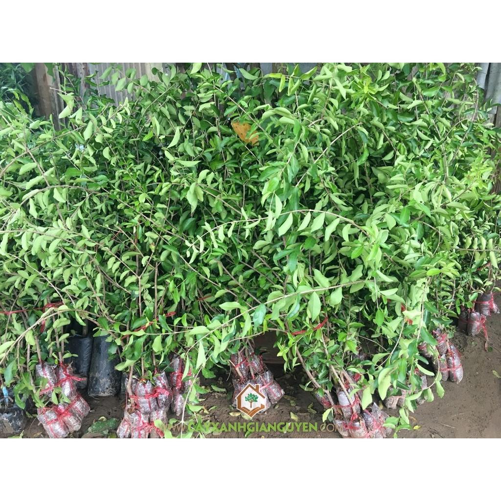 Cây sơ ri, cây giống gửi đi nguyên bầu