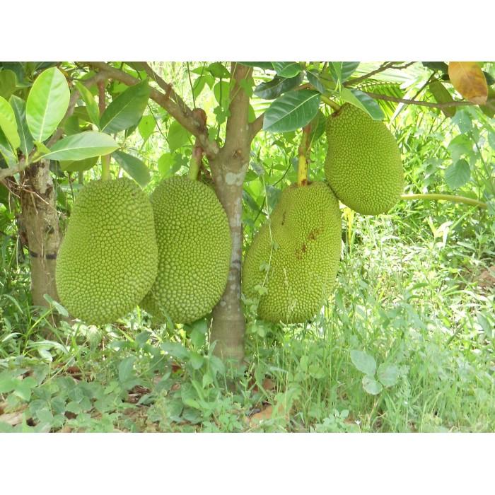 Cây giống MÍT TỨ QUÝ siêu quả - cây giống chuẩn F1
