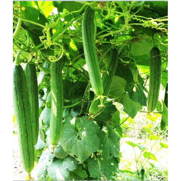 Hạt Giống Mướp Hương Việt Nam F1 Dễ Trồng Qủa Thơm Quy Cách 10 - 1 Hạt - Khu Vườn Ban Công