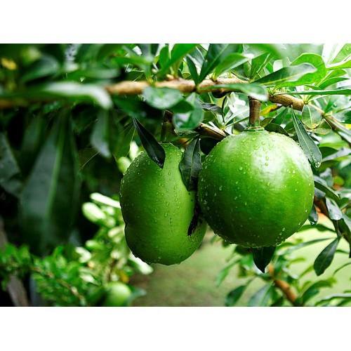 CÂY GIỐNG CÂY ĐÀO TIÊN , CAM KẾT CHUẨN GIỐNG F1