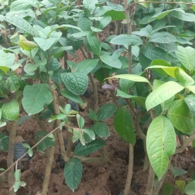 Cây trà hoa vàng gốc to ,cây mầm đẹp