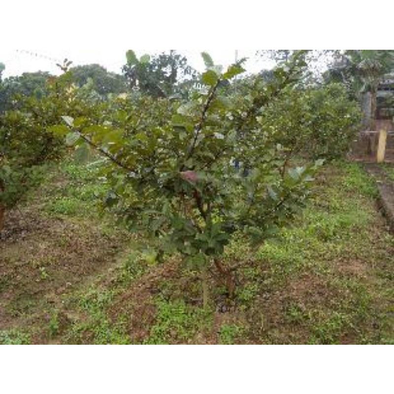Cây giống ổi xá lị ruột đỏ
