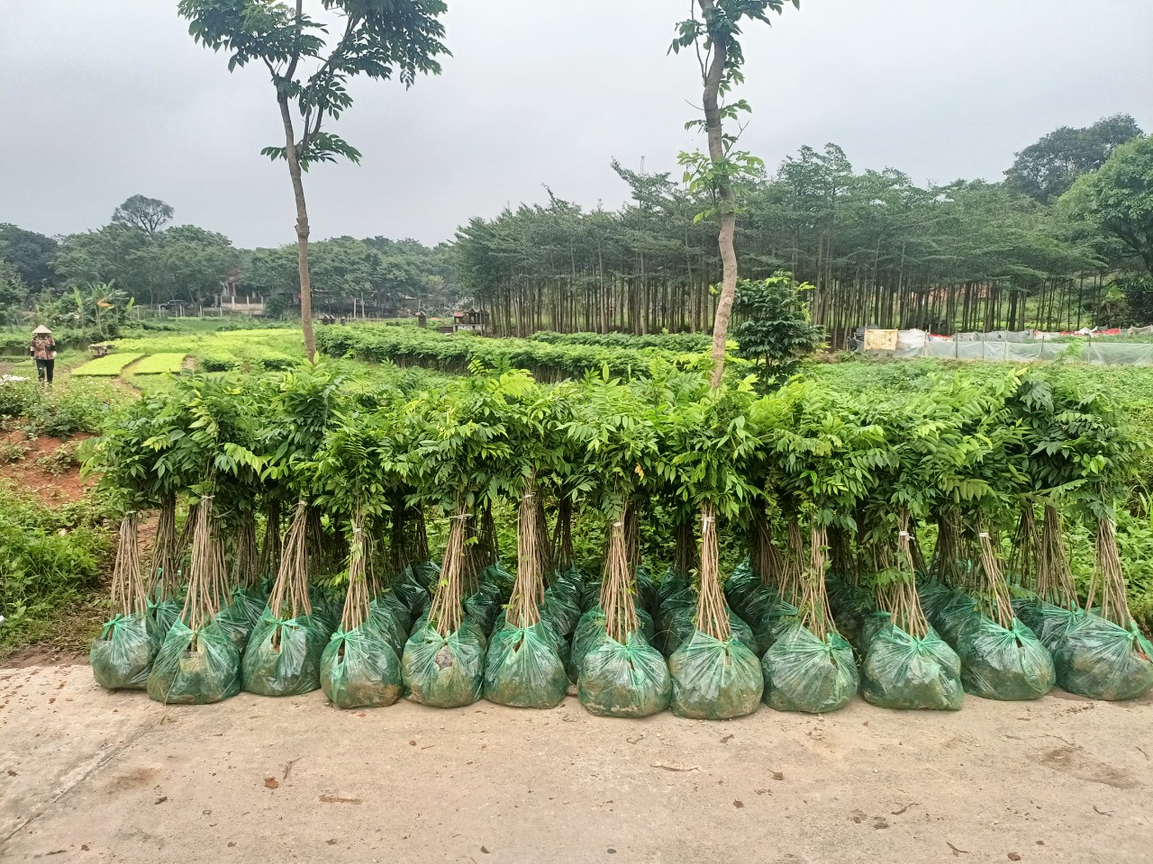 Combo 10 Cây Sưa Đỏ Cao 80-1M