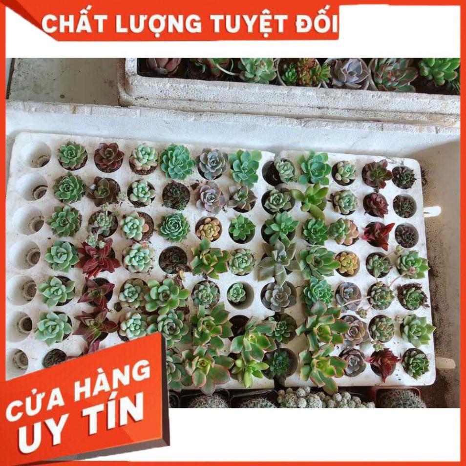 Combo 12 cây sen đá Nhiều Người Mua