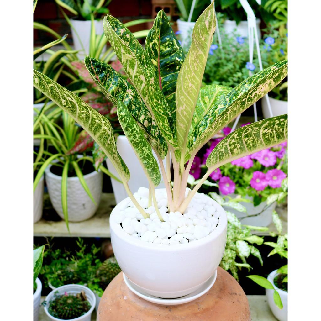 Chậu sứ cây Cung Điện Vàng tặng kèm đá trang trí