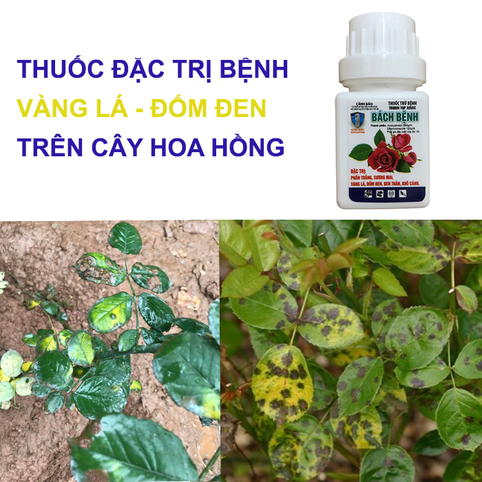 ĐẶC HIỆU TRỪ BỆNH VÀNG LÁ TRÊN CÂY HOA HỒNG; TRỪ BỆNH ĐỐM ĐEN TRÊN CÂY HOA HỒNG; BÁCH BỆNH 15ML