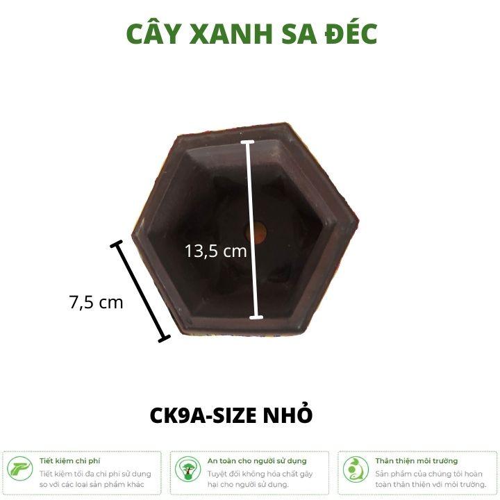 Bộ chậu lục giác mini hoa văn cành trúc và hoa sen 2 kích cỡ CK9