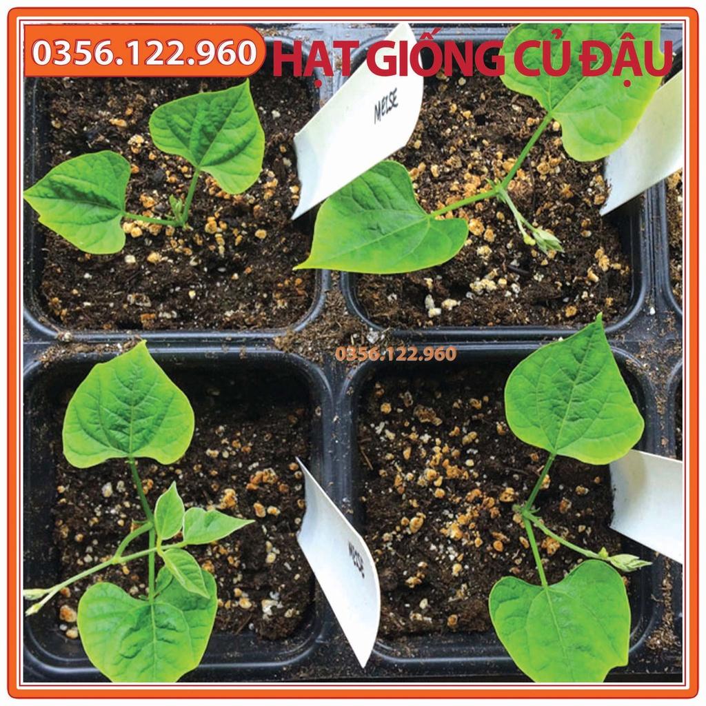 Hạt giống củ đậu cao sản - gói 200g - Hạt đậu chất lượng F1