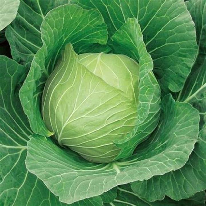 Hạt giống bắp cải xanh, Bắp cải chịu nhiệt năng suất cao (Gói 0.5gram) - Hạt giống rau củ quả