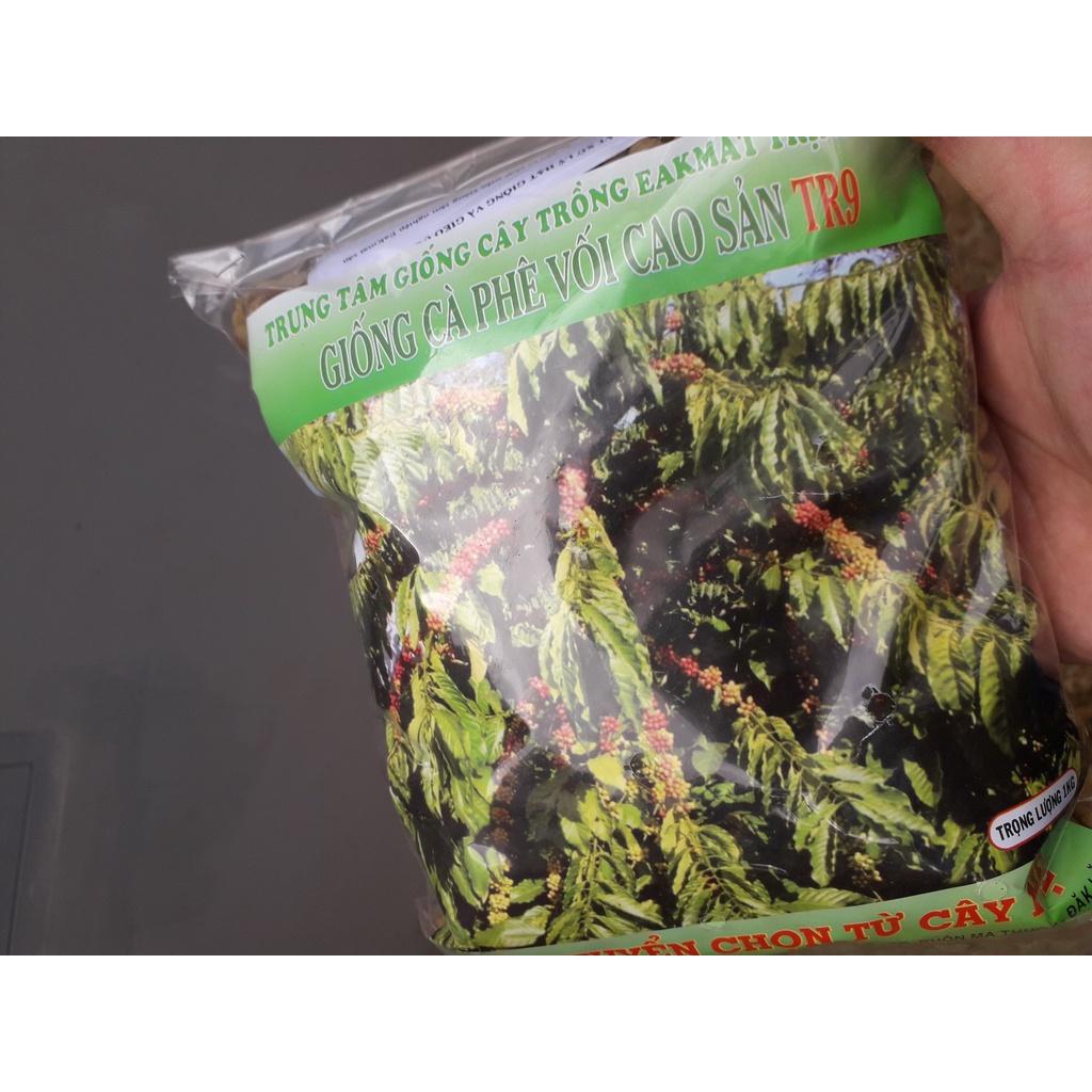200 GRAM HẠT GIỐNG CÀ PHÊ vối cao sản TR9 .