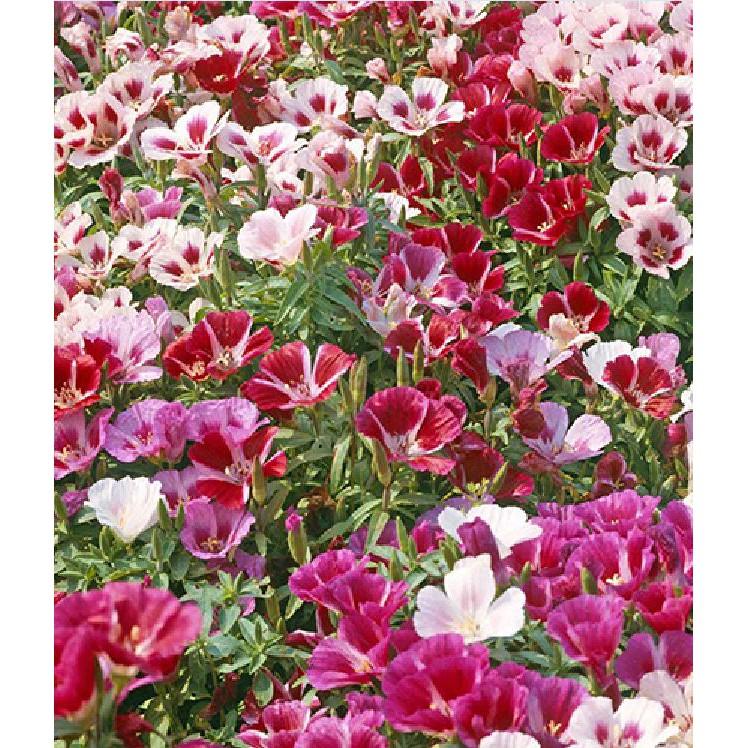Hạt giống hoa hồng xuân mix - 50hạt/gói
