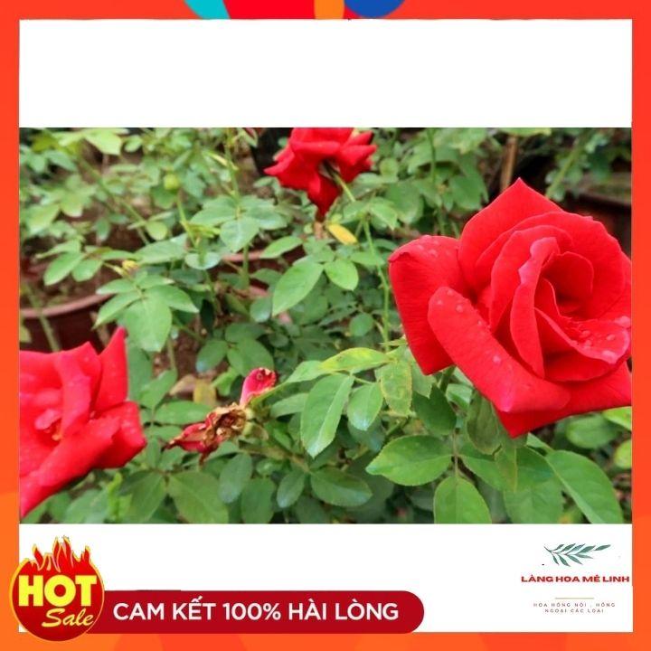 Hoa hồng cổ Tàu - Một ưu điểm rất lớn của loài hoa này rất siêng hoa, ra hoa quanh năm.