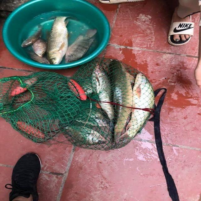 Mồi Câu Trắm , Chép dạng viên