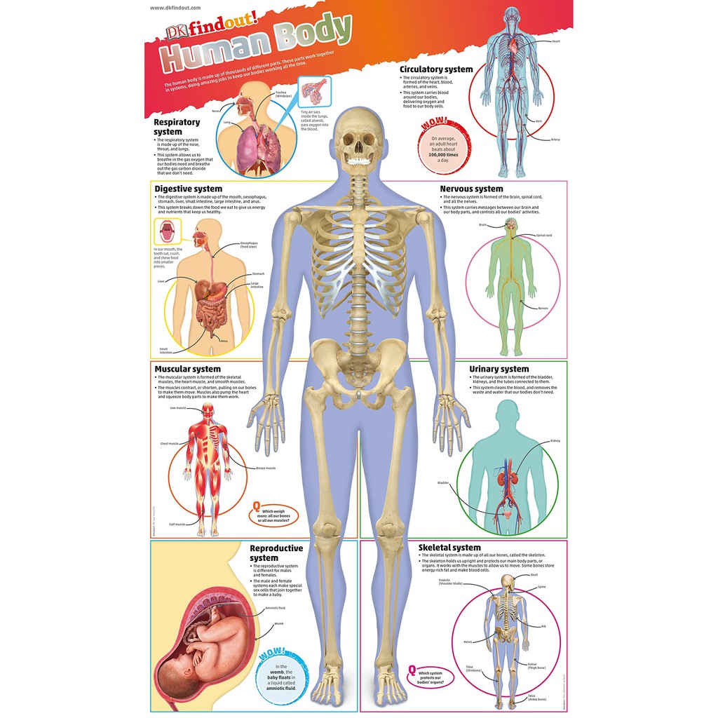 Sách : DKfindout! Human Body Poster - Dành Cho Học Sinh Từ 5 tuổi