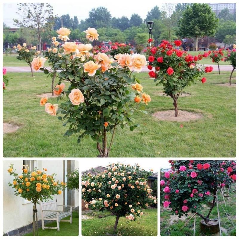 Hạt giống hoa hồng thân gỗ nhiều màu 20 hạt/gói