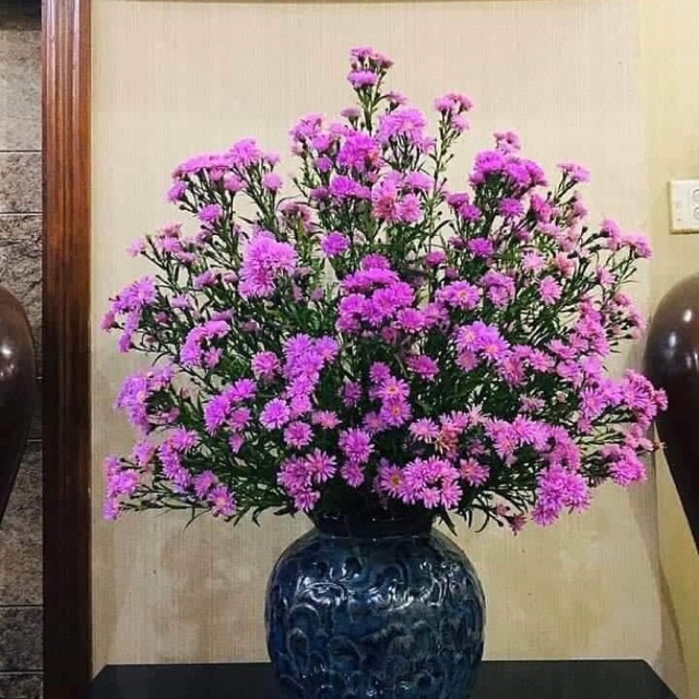 Hạt giống hoa Thạch thảo Tím VTP197