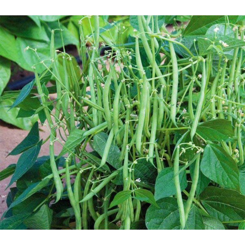 Phân bón Tăng trưởng xanh 50g. Ra rễ mạnh, xanh lá khỏe cây