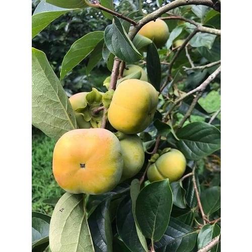 CÂY GIỐNG HỒNG GIÒN MỘC CHÂU ĂN CỰC NGON