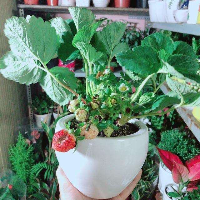 Chậu Cây Dâu Tây