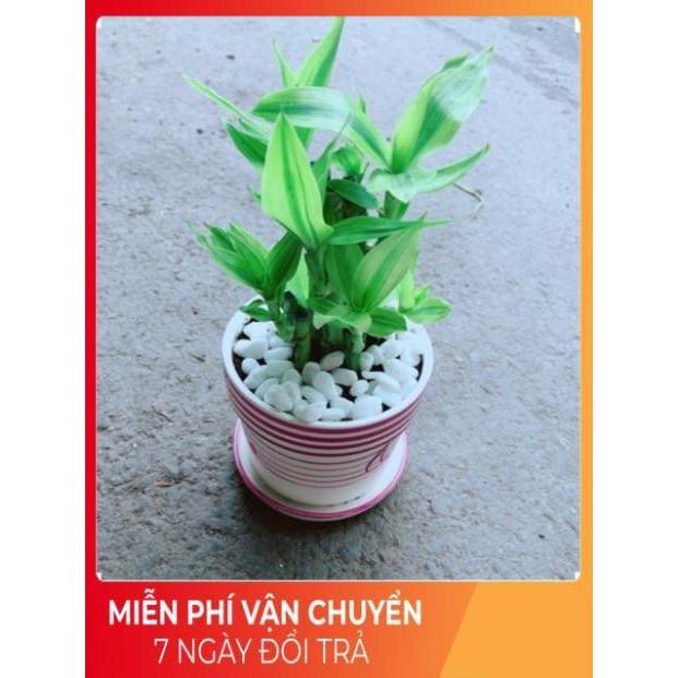 Chậu Trúc Phát Tài